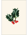 English Holly