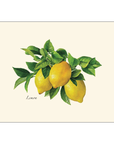 Citrus Assortment Notecards with Matching Envelopes - Set of 8