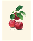 Heirloom Apple Assortment Notecards with Matching Envelopes - Set of 8