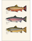 Trout Trio Notecards with Matching Envelopes - Set of 8