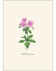 Meadow Wildflower Assortment Notecards with Matching Envelopes - Set of 8