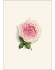 Rose Assortment Notecards with Matching Envelopes - Set of 8