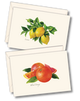 Citrus Assortment Notecards with Matching Envelopes - Set of 8