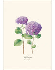 Hydrangeas Notecards with Matching Envelopes - Set of 8