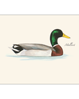 Sibley Duck Assortment Notecards with Matching Envelopes - Set of 8
