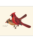 Cardinal Notecards with Matching Envelopes - Set of 8