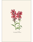 Meadow Wildflower Assortment Notecards with Matching Envelopes - Set of 8