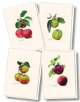 Heirloom Apple Assortment Notecards with Matching Envelopes - Set of 8