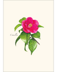 Camillia Notecard Set
