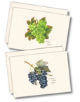 Grape Assortment Notecards with Matching Envelopes - Set of 8