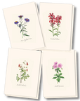 Meadow Wildflower Assortment Notecards with Matching Envelopes - Set of 8