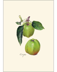 Heirloom Apple Assortment Notecards with Matching Envelopes - Set of 8