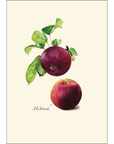 Heirloom Apple Assortment Notecards with Matching Envelopes - Set of 8