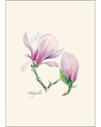 Magnolia Notecards with Matching Envelopes - Set of 8