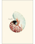 Nautilus Notecards with Matching Envelopes - Set of 8