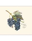 Grape Assortment Notecards with Matching Envelopes - Set of 8