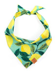 Printed Dog Bandana