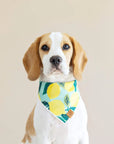 Printed Dog Bandana