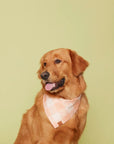 Printed Dog Bandana