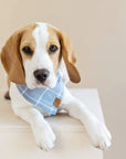 Printed Dog Bandana