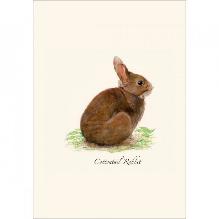 Cottontail Rabbit Notecards with Matching Envelopes - Set of 8
