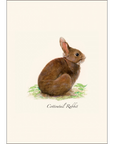Cottontail Rabbit Notecards with Matching Envelopes - Set of 8
