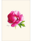 Peony Assortment Notecards with Matching Envelopes - Set of 8