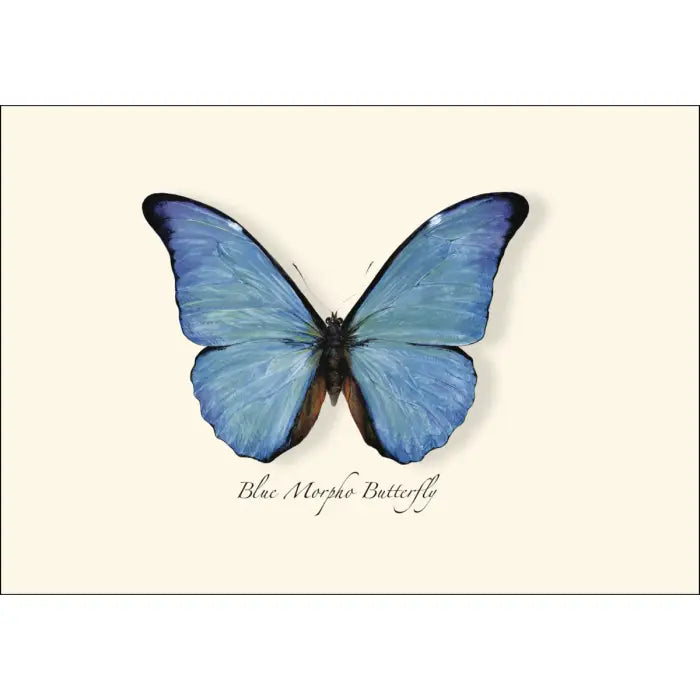 Blue Morpho Butterfly Notecards with Matching Envelopes - Set of 8