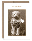 Sit. Stay. Heal. Get Well Card