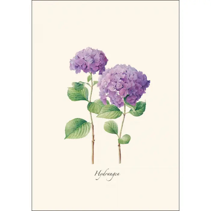 Hydrangeas Notecards with Matching Envelopes - Set of 8