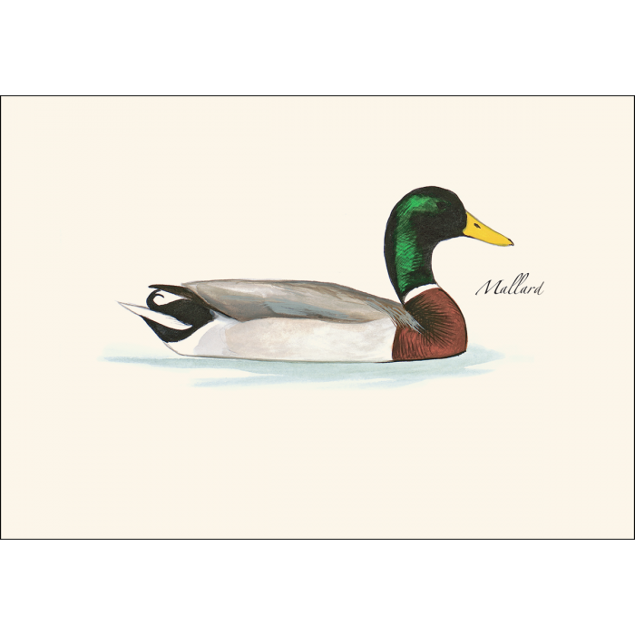 Sibley Duck Assortment Notecards with Matching Envelopes - Set of 8