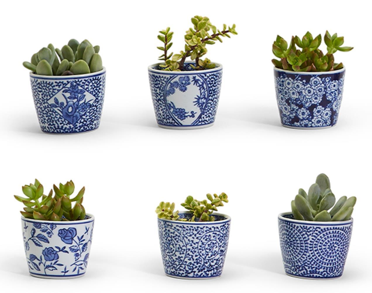 Set of six small potted plants in blue and white patterned pots on a white background