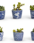 Set of six small potted plants in blue and white patterned pots on a white background