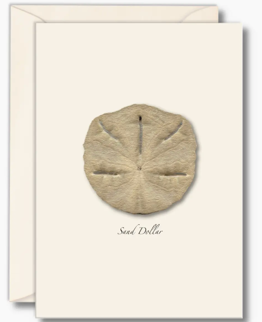 Sand Dollar Notecards with Matching Envelopes - Set of 8