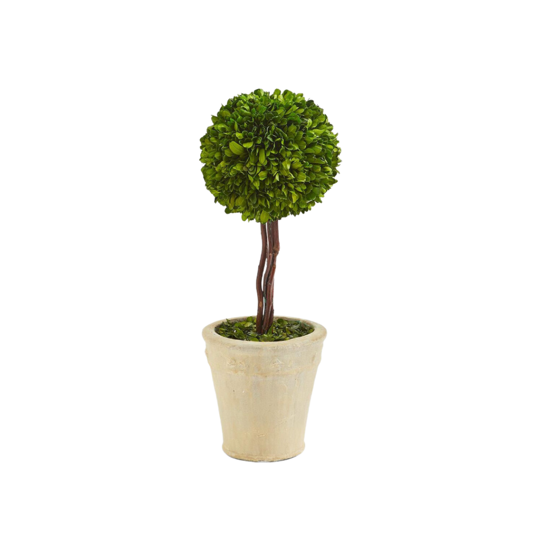 Small Preserved Boxwood Ball Topiary in Planter
