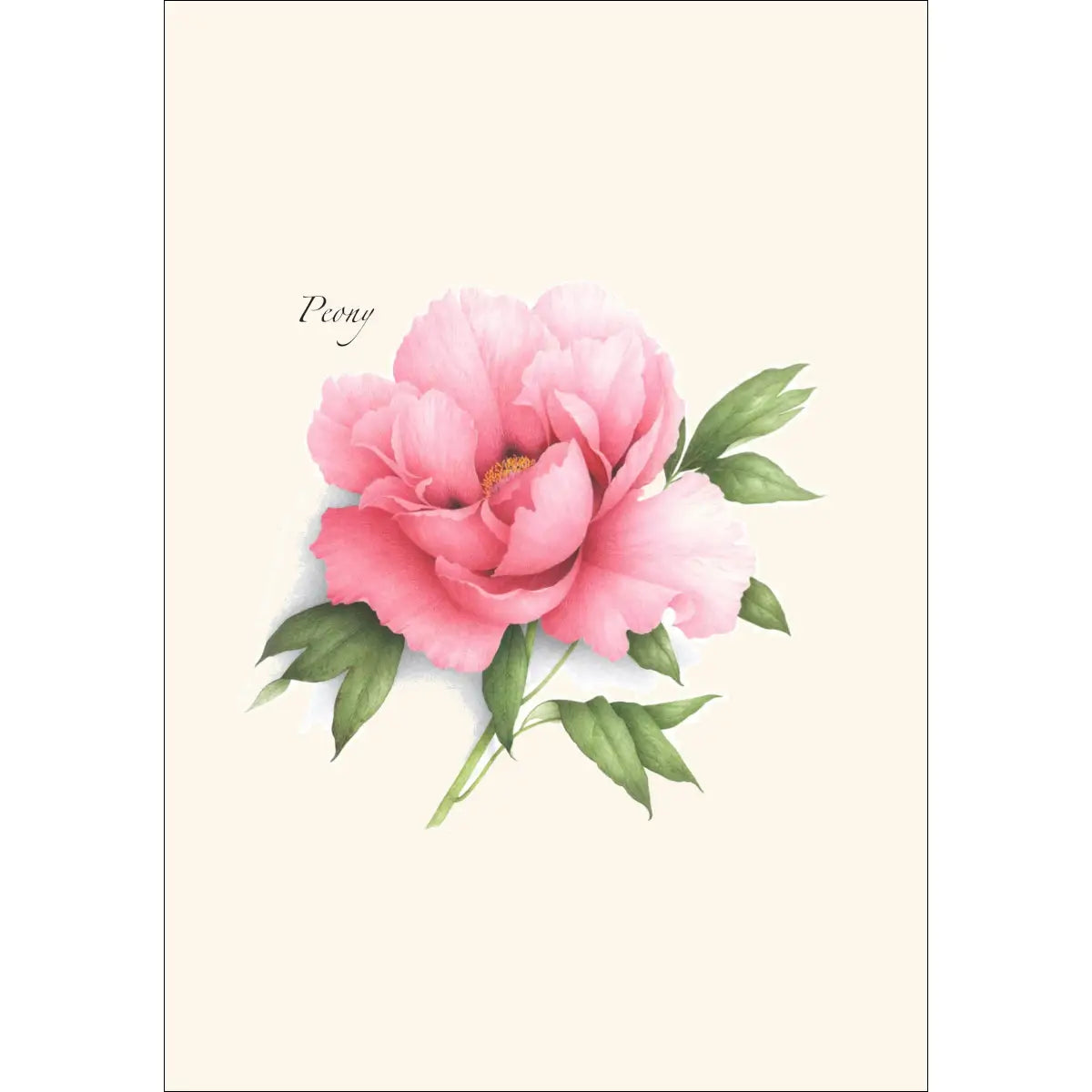 Peony Assortment Notecards with Matching Envelopes - Set of 8