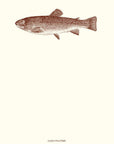Trout A6 Notes