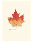 Maple Leaf Assortment Notecards with Matching Envelopes - Set of 8